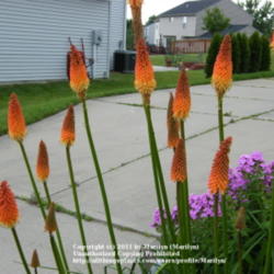 Location: My garden in Kentucky
Date: 2010-06-08