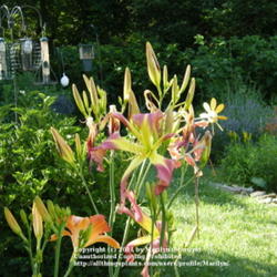 Location: My garden in Kentucky
Date: 2010-06-16
Lots of buds!