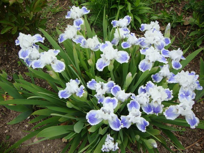 Photo of Standard Dwarf Bearded Iris (Iris 'Big Blue Eyes') uploaded by Paul2032