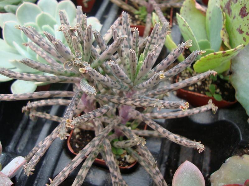 Photo of Mother of Thousands (Kalanchoe delagoensis) uploaded by Paul2032