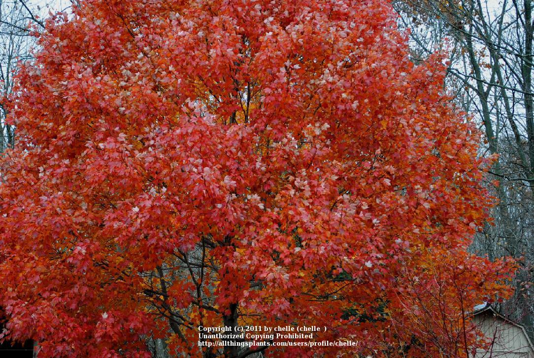 Photo of Red Maple (Acer rubrum October Glory®) uploaded by chelle