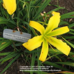 Location: Perfect Perennials daylily nursery; York, PA
Date: 2011-07-05