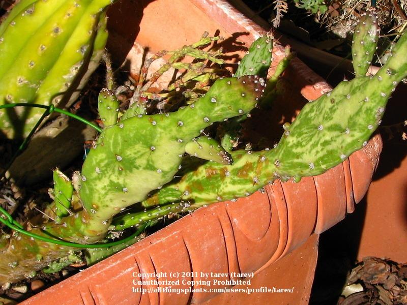 Photo of Prickly Pear (Opuntia monacanthos) uploaded by tarev