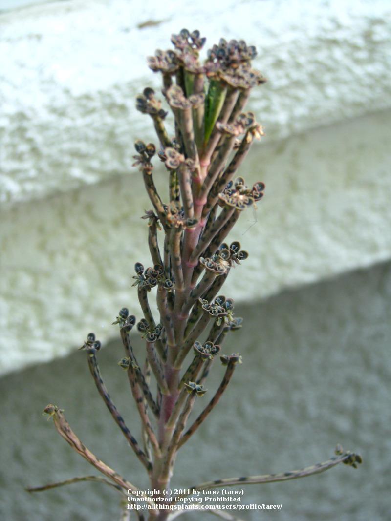 Photo of Mother of Thousands (Kalanchoe delagoensis) uploaded by tarev