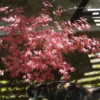 Spring foliage - love the pink color!
