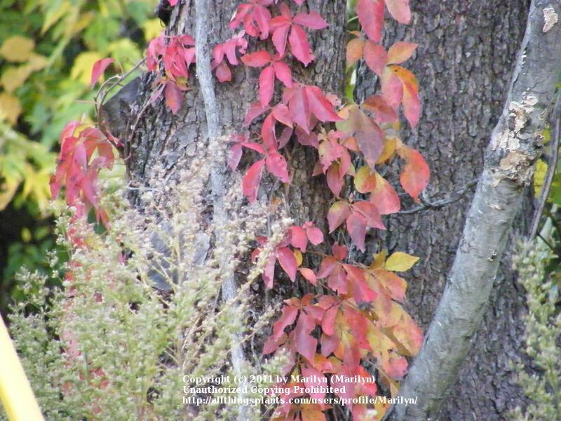 Photo of Virginia Creeper (Parthenocissus quinquefolia) uploaded by Marilyn