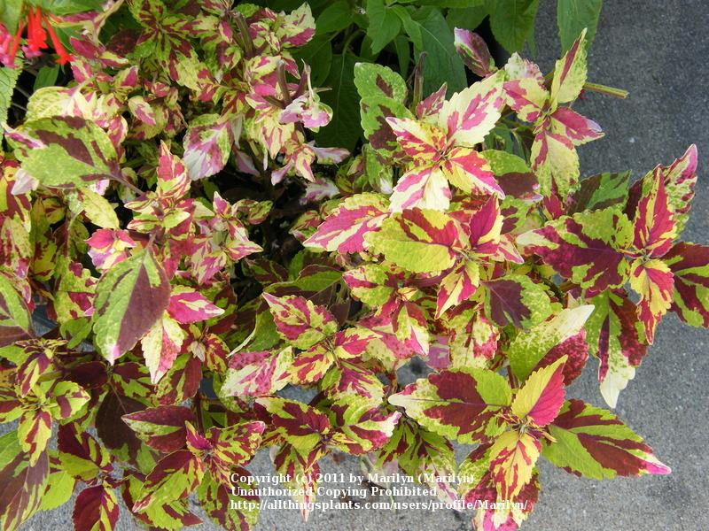 Photo of Coleus (Coleus scutellarioides 'Finger Paint') uploaded by Marilyn
