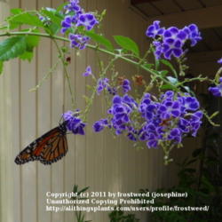 Location: My yard in Arlington, Texas.
Date: Summer 2010
Duranta with nectaring Monarch.