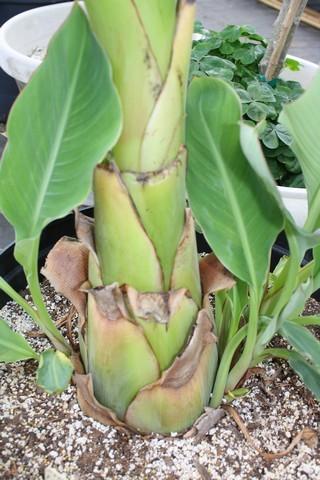 Photo of Golden Lotus Banana (Musella lasiocarpa) uploaded by gingin
