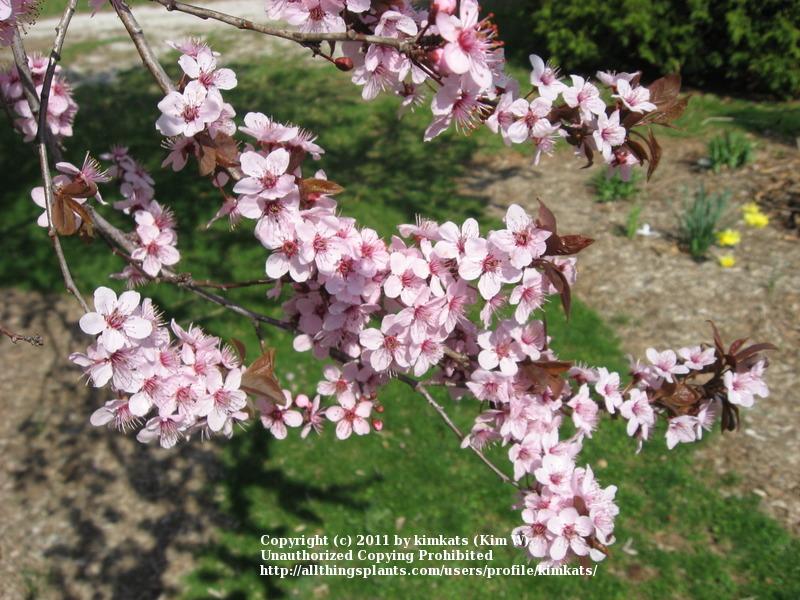 Photo of Purple Leaf Plum (Prunus cerasifera 'Atropurpurea') uploaded by kimkats
