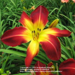 Location: Perfect Perennials daylily nursery; York,Pa
Date: 2011-07-05