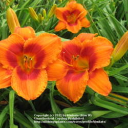 Location: Perfect Perennials daylily nursery; York, PA
Date: 2011-07-05