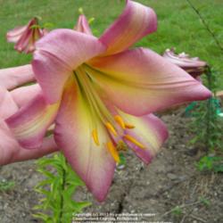 Location: Willamette Valley Oregon
Date: 2011-07-21 
Seed grown trumpet lily.