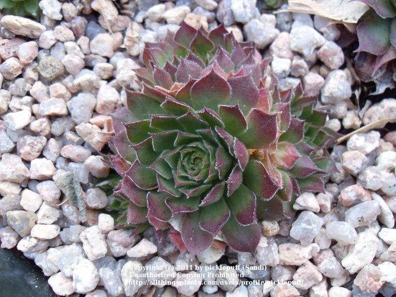 Photo of Hen and Chicks (Sempervivum 'Lime Frost') uploaded by picklepuff