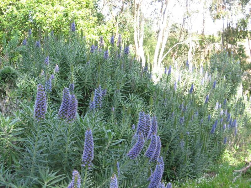 Photo of Pride of Madeira (Echium candicans) uploaded by wcgypsy