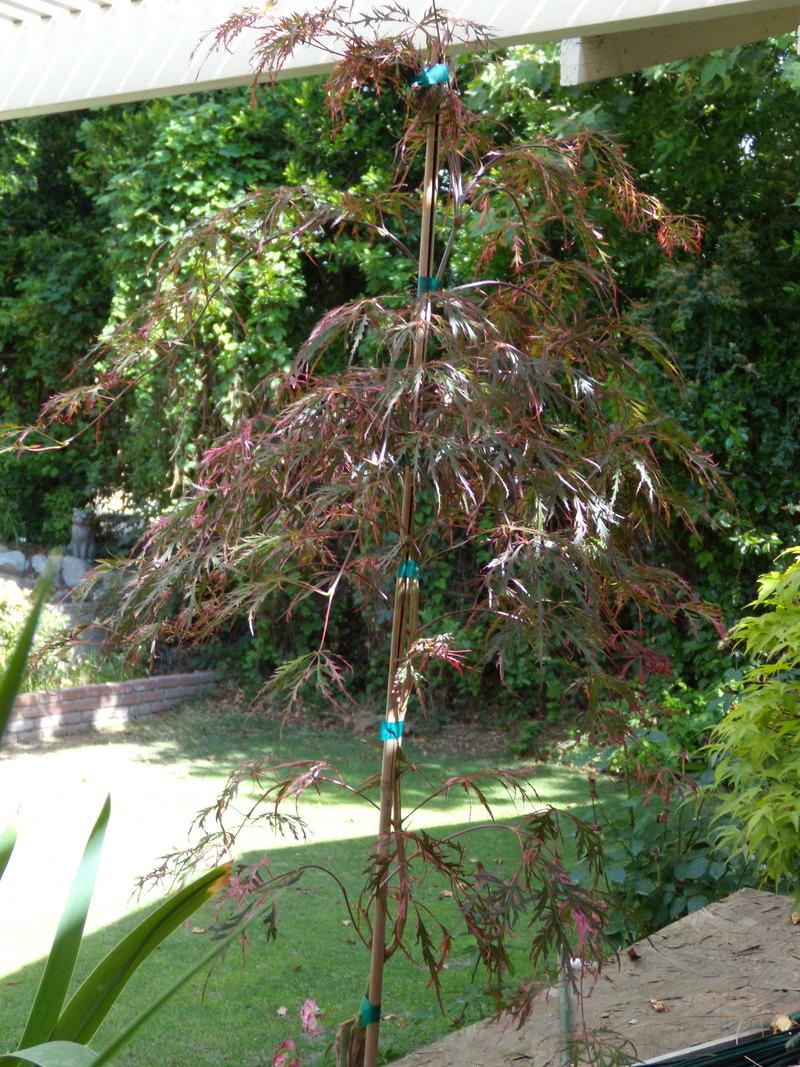 Photo of Japanese Maple (Acer palmatum 'Hana Matoi') uploaded by Betja