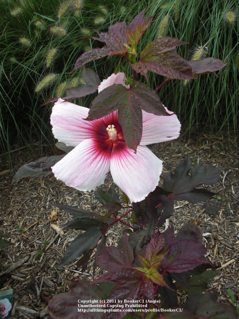 Photo of Hybrid Hardy Hibiscus (Hibiscus 'Kopper King') uploaded by BookerC1