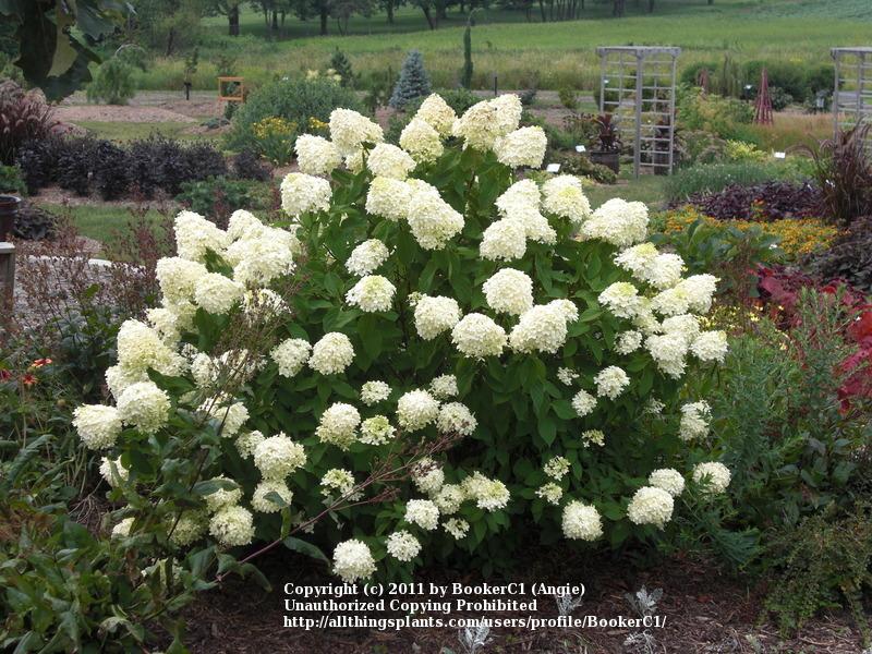 Photo of Panicle Hydrangea (Hydrangea paniculata Limelight™) uploaded by BookerC1