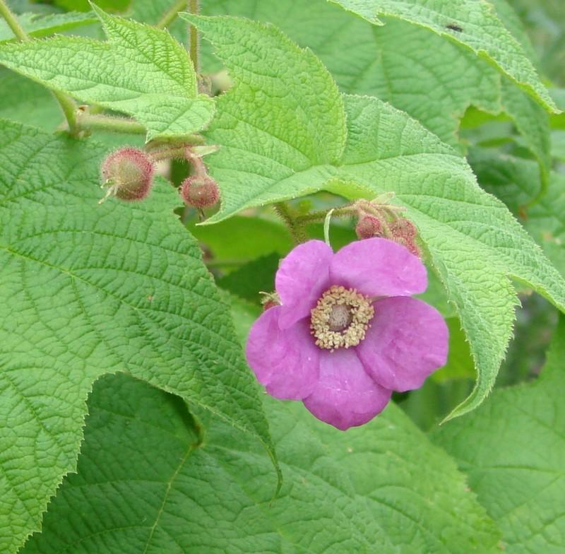 Photo of Purple-flowering raspberry (Rubus odoratus) uploaded by Kim