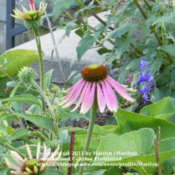 Location: My garden in Kentucky
Date: 2010-06-19