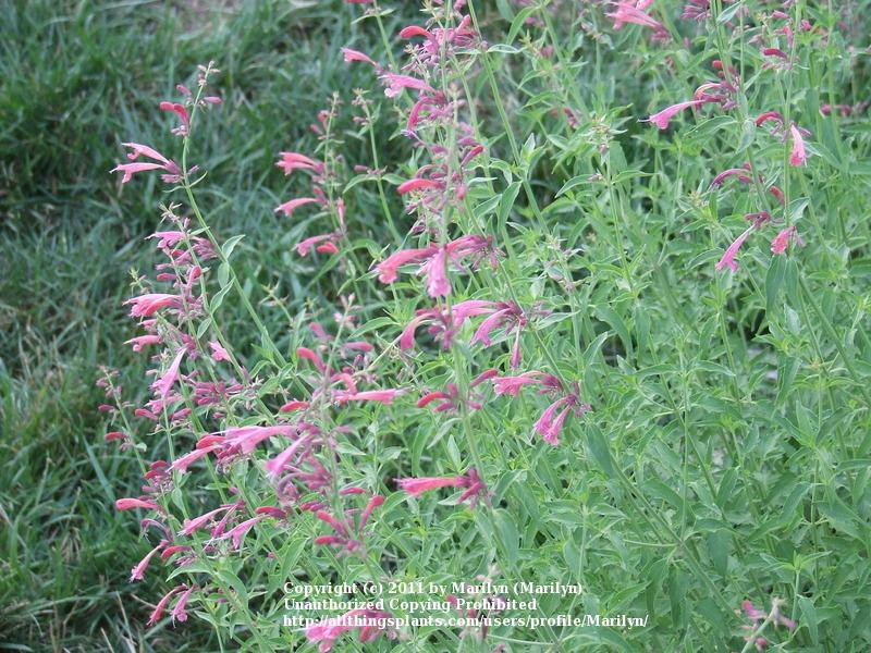 Photo of Wild Hyssop (Agastache cana 'Heather Queen') uploaded by Marilyn