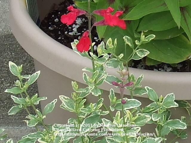 Photo of Autumn Sage (Salvia greggii Desert Blaze™) uploaded by Marilyn
