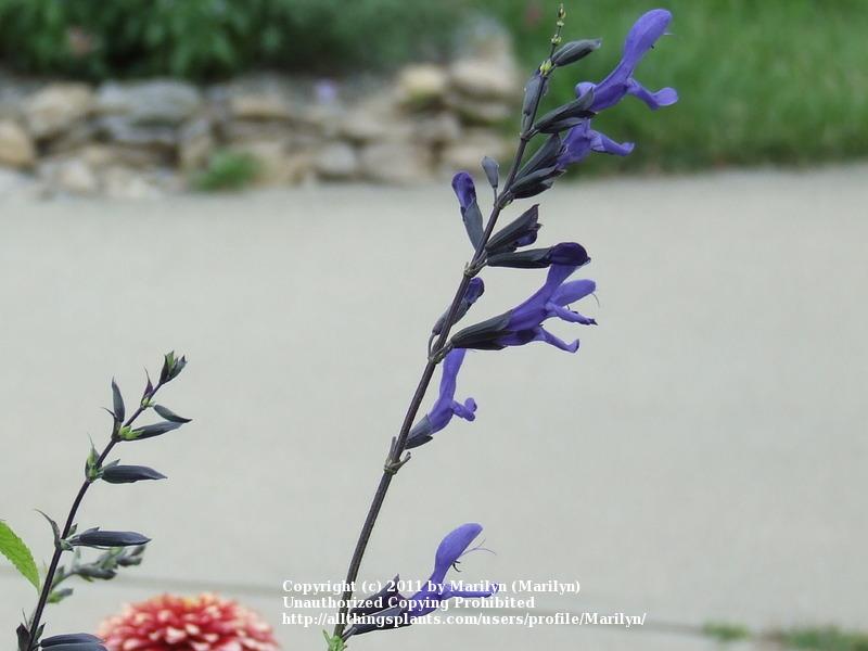 Photo of Anise-Scented Sage (Salvia coerulea 'Black and Blue') uploaded by Marilyn
