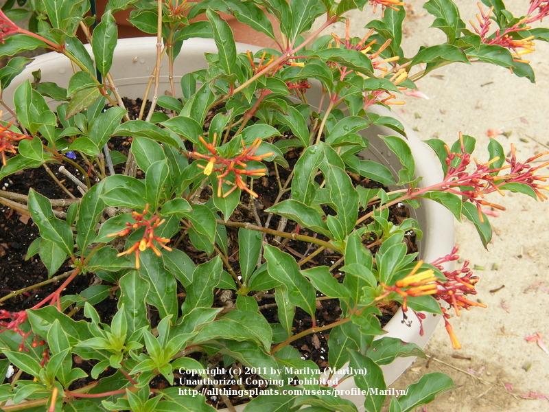 Photo of Dwarf Mexican Firebush (Hamelia patens 'Compacta') uploaded by Marilyn