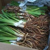 Location: In my garden. Date: spring Bare root daylilies received still in the packing box.