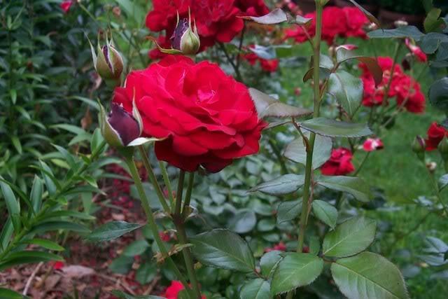 Photo of Rose (Rosa 'Black Cherry') uploaded by Newyorkrita