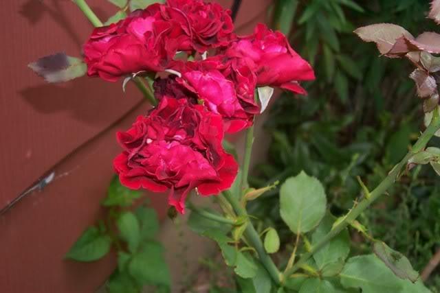 Photo of Rose (Rosa 'Don Juan') uploaded by Newyorkrita