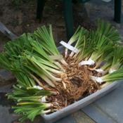 Soaking bare root daylilies prior to planting.