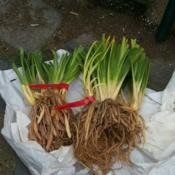 Roots on bare root daylilies before planting.