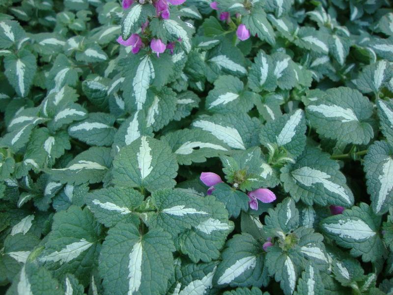 Photo of Spotted Dead Nettle (Lamium maculatum 'Chequers') uploaded by Paul2032