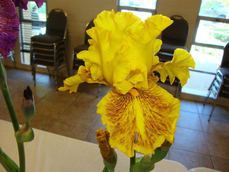 Photo of Tall Bearded Iris (Iris 'Dazzling Gold') uploaded by Paul2032