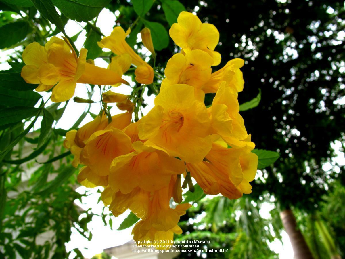 Photo of Roble Amarillo (Roseodendron chryseum) uploaded by bonitin