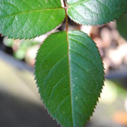 Location: My Northeastern Indiana Gardens - Zone 5b
Date: 2011-11-02
Close-up of leaf.