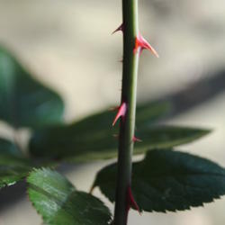 Location: My Northeastern Indiana Gardens - Zone 5b
Date: 2011-11-02
Thorns ascend quite high on the stem of this rose = A  relatively