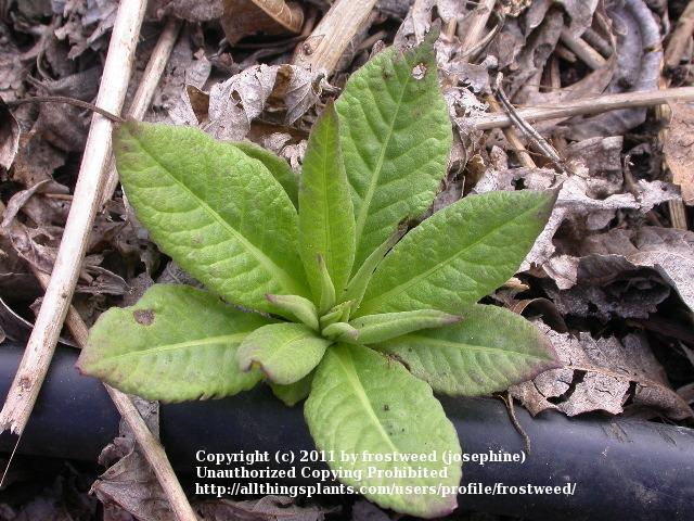 Photo of Western Ironweed (Vernonia baldwinii) uploaded by frostweed