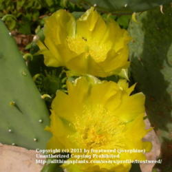 Location: Wildflower Center Austin, Texas.
Date: Summer 2000
Spineless cactus flowers are beautiful.