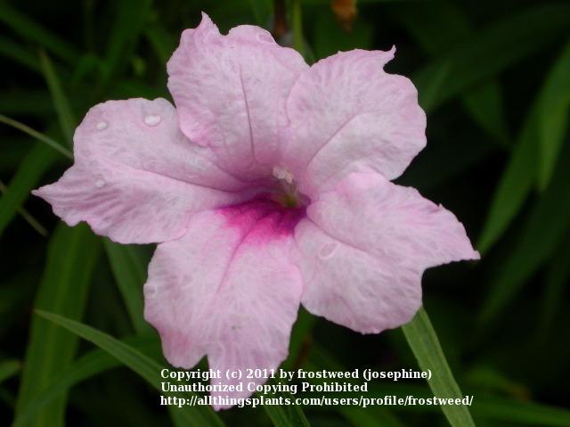 Photo of Mexican Petunia (Ruellia simplex 'Purple Showers') uploaded by frostweed