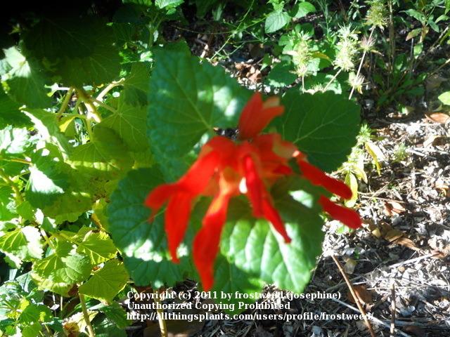 Photo of Mountain Sage (Salvia regla) uploaded by frostweed