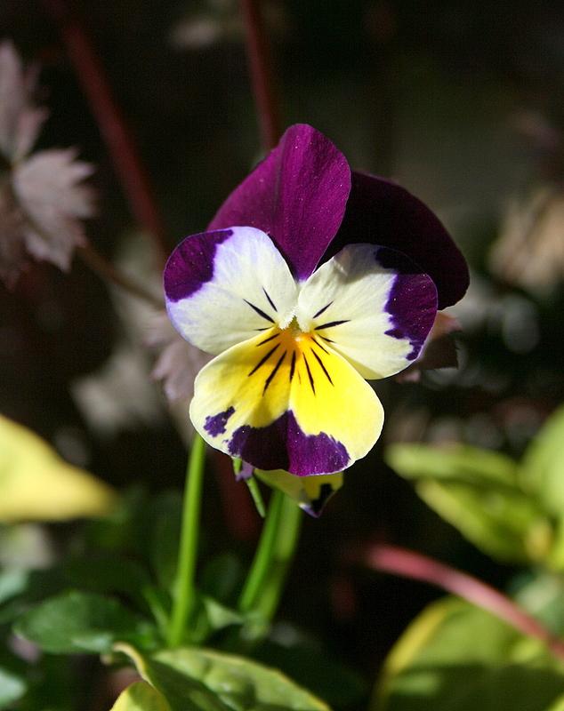 Photo of Johnny Jump-Up (Viola tricolor) uploaded by Calif_Sue