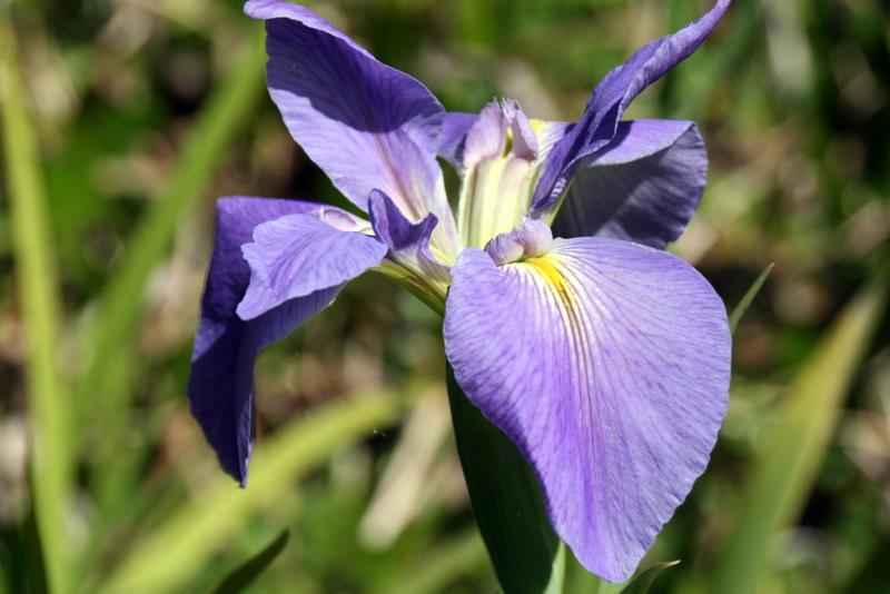 Photo of Species Iris (Iris laevigata) uploaded by Calif_Sue