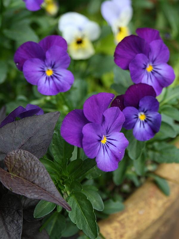 Photo of Horned Violet (Viola cornuta) uploaded by Calif_Sue