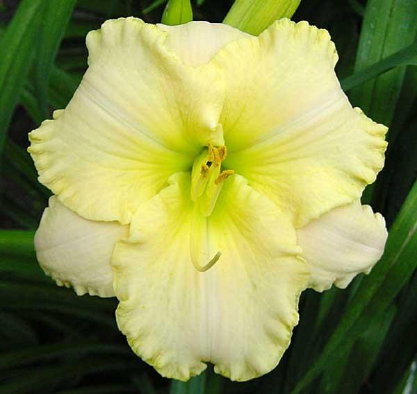Photo of Daylily (Hemerocallis 'Grace and Grandeur') uploaded by Calif_Sue
