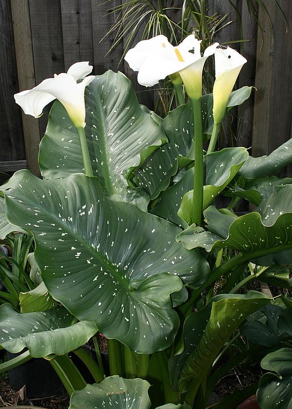 Photo of Calla Lily (Zantedeschia aethiopica 'White Giant') uploaded by Calif_Sue