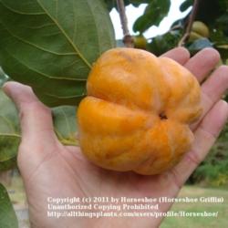Location: MoonDance Farm- North Carolina
Date: 2009-10-10
Sheng persimmon in hand
