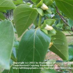 Location: MoonDance Farm-North Carolina
Date: Mid-May
Sheng persimmon leaves; unopened flowers