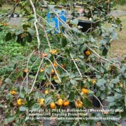 Location: MoonDance Farm-North Carolina
Date: 2009-10-10
Sheng persimmon branch loaded with fruit